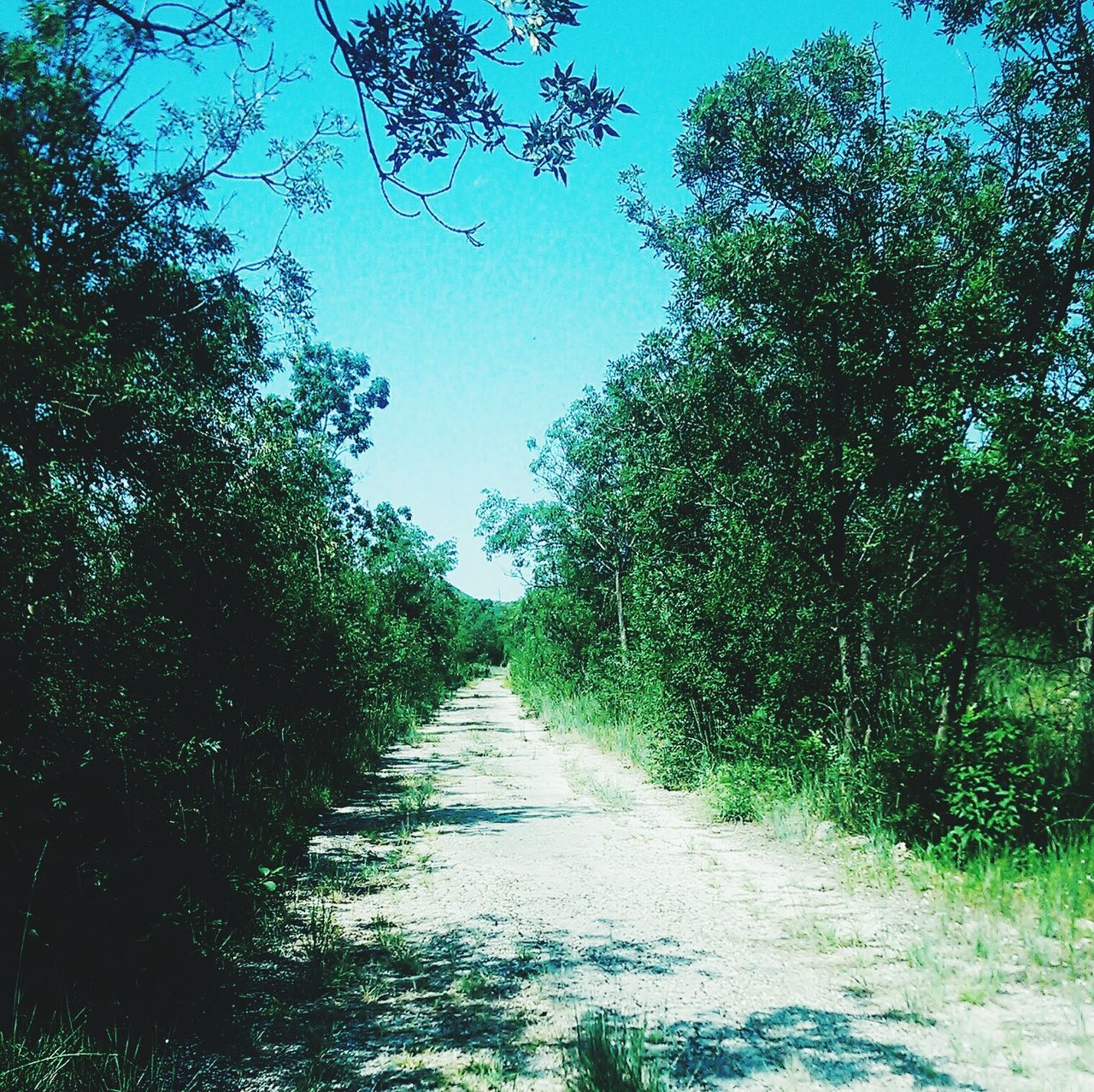 the way forward, tree, diminishing perspective, vanishing point, road, tranquility, clear sky, growth, nature, transportation, tranquil scene, dirt road, branch, long, sunlight, beauty in nature, day, empty road, country road, sky