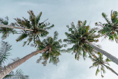 Low angle view of palm tree against sky