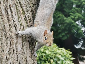 Close-up of squirrel on tree trunk