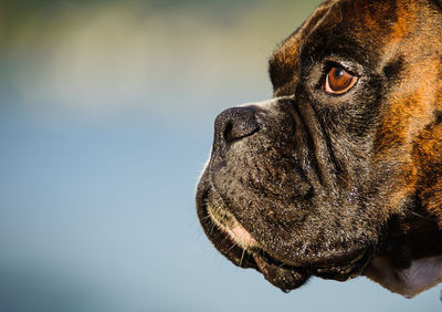 Close-up of dog looking away
