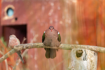 Close-up of birds perching on branch