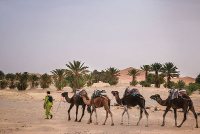 Horses in desert against sky