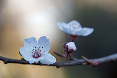 Close-up of white cherry blossom tree