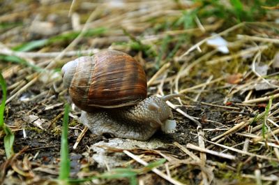 Close-up of snail