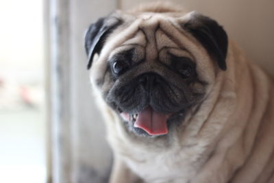Close-up portrait of dog
