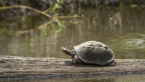 Turtle on log amidst lake