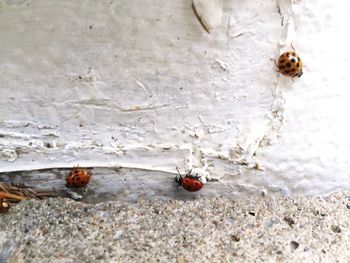 Close-up of plants