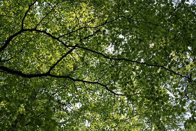 Low angle view of tree in forest