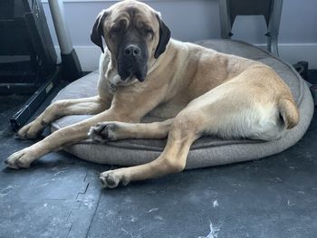 Portrait of puppy resting on floor at home