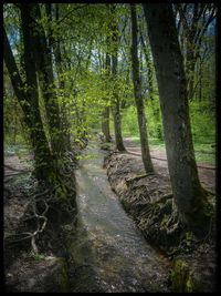 Footpath in forest