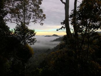 Silhouette trees in forest against sky