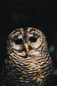 Close-up portrait of owl