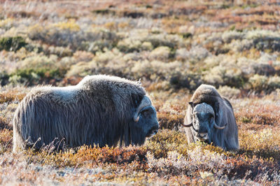 Musk oxen on meadow