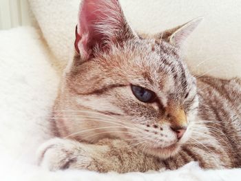 Close-up portrait of cat