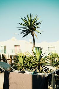 Low angle view of palm trees against clear sky