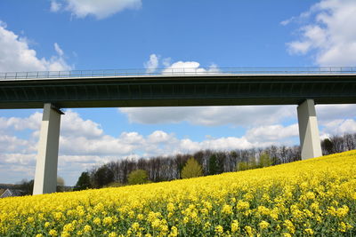 Low angle view of bridge on flowering field against blue sky