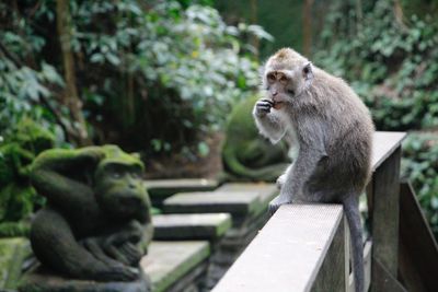 Monkey forest 