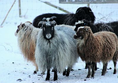 Sheep on snow field