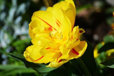 Close-up of yellow flower