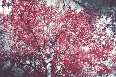 Low angle view of pink flowers