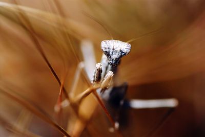 Close-up of praying mantis