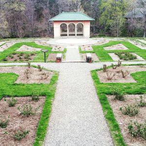 Trees growing in garden