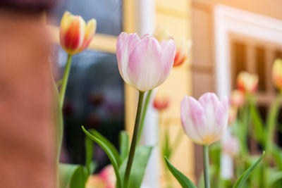 Close-up of tulips