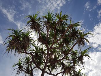 Low angle view of palm tree against sky