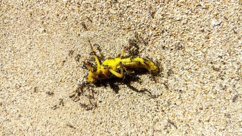 High angle view of insect on sand