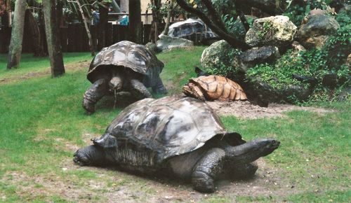 View of turtle in zoo