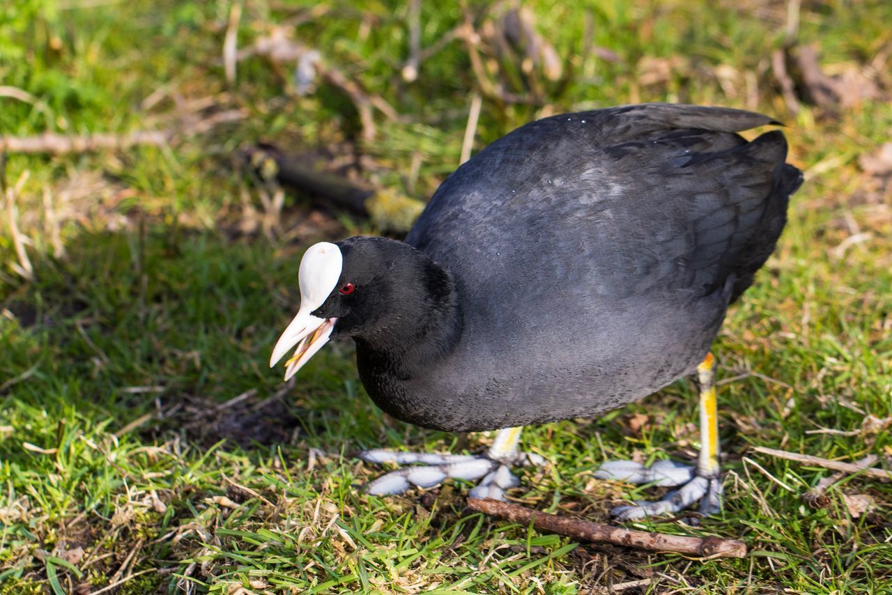 HIGH ANGLE VIEW OF BIRD IN FIELD