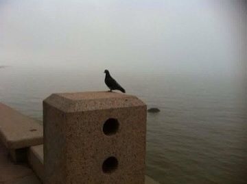 bird, animal themes, one animal, animals in the wild, perching, wildlife, copy space, built structure, wood - material, nature, sea, architecture, sky, seagull, roof, clear sky, outdoors, water, building exterior, no people