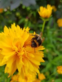 Bee on yellow flower