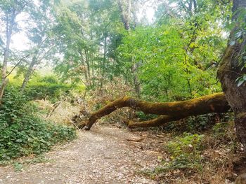 Trees in forest