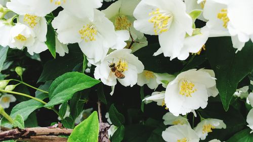 Close-up of white flowering plants