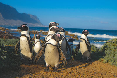 View of birds on beach