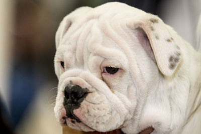 Close-up portrait of a dog