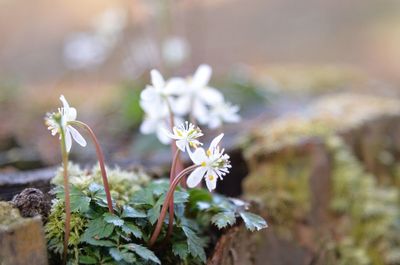 Close-up of white flowering plant