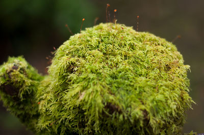 Close-up of fresh green plant