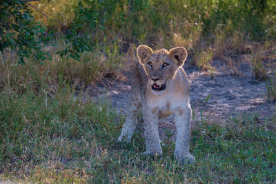 Lioness running on field