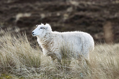 Side view of white sheep grazing on field