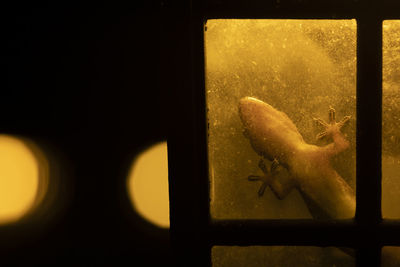 Hemidactylus spp: gecko from madagascar crawling on window