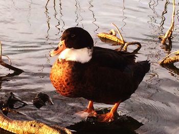 Birds in water