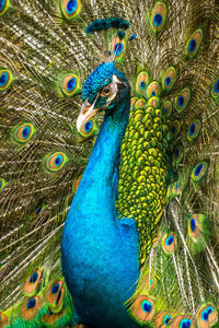 Close-up of peacock