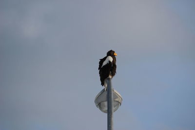 Low angle view of bird perching on pole