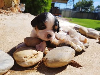 Close-up portrait of puppy