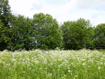 Scenic view of flowering trees on field against sky