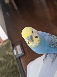 Close-up of a bird perching