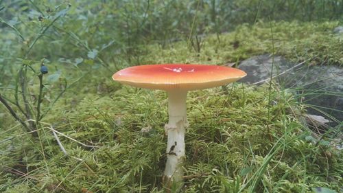 Close-up of mushrooms growing on tree trunk