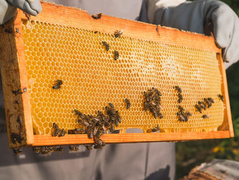 Midsection of man holding bee